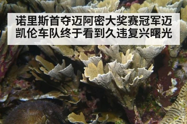 诺里斯首夺迈阿密大奖赛冠军迈凯伦车队终于看到久违复兴曙光